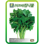 관동 미쯔바 참나물씨앗 10g 쌈채소 향채소 주말농장 텃밭가꾸기 참나물씨 : 연두네씨앗