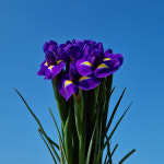 (생화공장) 아이리스 생화꽃 싼집 양재꽃시장 도매 경매 택배 발송 : 365꽃시장