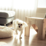 강아지 원목 3단 계단 애견 스텝 슬개골 보호 : 청호유통