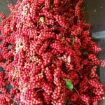 오미자나무 묘목 2년생  한셋트 10주 : 대성농원