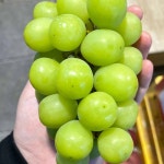[대전 대덕구 배달] 알알이 큼직한 샤인머스켓 2kg 6송이 [중리 중리10번상회] : 동네시장 장보기