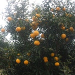 참샘농장 고흥 유자 햇유자 생유자 유자생과 못난이 10kg : 참샘푸드