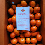 제주 홍귤 산하홍 고당도 3kg 5kg 10kg : 제주아꼼이네