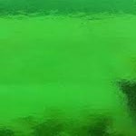 위스마 유리 96-17 - Garden Green Transparent : 라온 아트글라스
