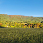 2021년 곡성 백미 햅쌀 20kg 우렁이쌀 쌀20kg : 아리울농장