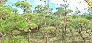 삼산솔밭농장 20년생 조형소나무 근경15부터20 : 삼산솔밭농장