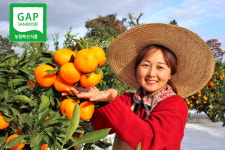 산들파머 제주 서귀포 고당도 GAP타이벡감귤 초생재배 노지귤 3kg 5kg 10kg : 산들파머