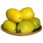 향긋한 생모과 2kg (중과)/모과차/방향제 : 티디마트