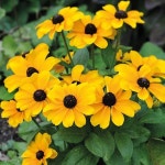 미니 루드베키아 토토 골드(꽃씨앗/10립)Toto Gold Rudbeckia : 가드너스 박스