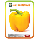 오메가옐로우 파프리카씨앗 10립 채소종자 아삭아삭 파프리카씨  : 연두네씨앗