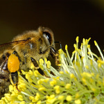 덕유산 천연꿀 아카시아꿀 야생화꿀벌화분2.4kg : 유창농장