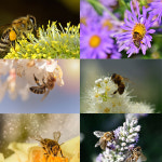 덕유산 천연꿀 아카시아꿀 야생화꿀벌화분2.4kg : 유창농장