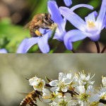 덕유산 천연꿀 아카시아꿀 야생화꿀벌화분2.4kg : 유창농장