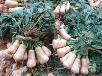 알타리무 1단 초롱무 동치미 무우 김장 총각무 : 싱싱야채