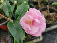 분홍겹애기동백 조경수 인테리어식물 포트화분 식물 공기정화식물 농장직송  그린소재 나뭇잎마을 : 나뭇잎마을