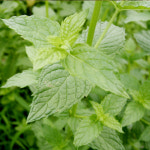 박하 건초 박하잎 : 와글농장