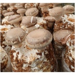 국내산 표고버섯 집에서 버섯 키우기 키트 2개 어린이집 유치원 학교 복지관 체험활동 : 테힐림