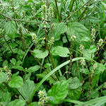 우슬 쇠무릎 분말 가루 : 와글농장