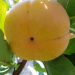 햇단감 10kg 장성군 혜성농장 산지배송 : 해피굿팜