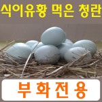 강원고성  자연방사 유황청란(부화용 40-20구) 병아리 부화란 부화계란 유정란부화 산란용 청계알 청계란 (난각1번) : 스타시드