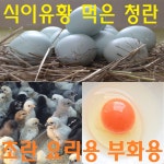 강원고성 자연방사 유황청란 (40-20알) 청계란 유정란 병아리 부화란 산란용 요리용 초란 (난각1번) : 스타시드