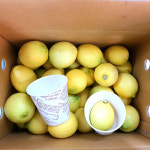 제주 레몬 친환경 국산 무농약 레몬 산지직송 : 참좋은 제주몰