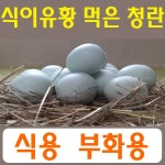 강원고성 자연방사 유황청란(식용 40구/부화용 30구) 병아리 부화란 부화계란 유정란부화 산란용 청계알 청계란 (난각1번) : 스타시드
