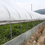 삼백초 건초 효능 삼백초차 삼백초 먹는법 뿌리 200g : 와글농장