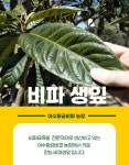 비파잎 (비파생잎) 500g 당뇨 기관지 피부염 개선에 효과 농장직영 : 여수 황금비파랜드