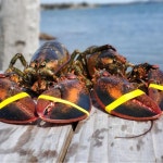 랍스터 캐나다 항공직송 활 랍스타 500g~1kg 바닷가재 LOBSTER : 골드씨