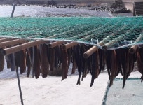 포항 구룡포 꽁치 반손질 과메기 20미 (40쪽) : 은미횟집