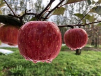 2023 겨울부사 초지평화농장 4.5KG 일반과 가정용 : 초지평화농장