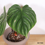 필로덴드론 플로우마니 블랙페이스(블페)＋두갸르송 토분 : 올드 가우디