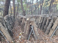 소나무 노지원목표고버섯 2kg : 천시산 농원몰