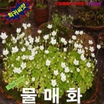 (희귀씨앗) 물매화 25립 : 팝스페이스