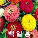 (꽃씨) 백일홍 엘레강스 Dahlia-Flowered Mix 15립 : 올드마마