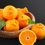 천하일품 제주 서귀포 명품 한라봉 가정용 선물세트 : 천하일품감귤농장