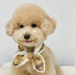 [개달당] 개달당 밤밤 체크 강아지 털목도리 3colors : 개달당