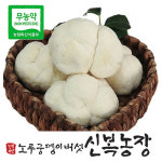 [산지직송]생노루궁뎅이버섯500g/부안변산반도 신복농장/무농약버섯 : 신복농장노루궁뎅이버섯