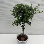 올리브나무 올리브 키우기 트리형 외목대 생명력이강해 키우기쉬운 실내공기정화식물 인테리어 : 다은꽃농원