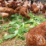 [정기구독 12회] nonGMO 난각1번 동물복지 자연방사 유정란 아빠사랑팜 계란 : 아빠사랑팜