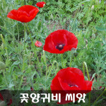 [해피플라워] 꽃양귀비 레드 씨앗 1g(약 3,000립) / 봄 여름 가을 파종 꽃씨 : 해피 플라워