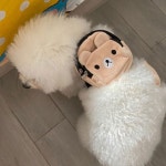 캐리어 이동 대형 애견 고양이 이동 자전거 이동장 백팩 대형 트레일러 유모차 트레일러 를위한 귀여운 불독 하네스 가죽 끈이있는 치와와 야외... 