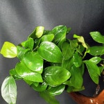 판매완료 나나트리 물숲 : 물숲