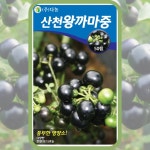 까마중씨앗 깜두라지종자 50립 가마중 까마종 블랙나이트쉐이드 blacknightshade : 주주씨앗