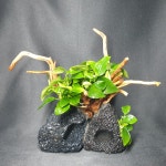 판매완료 나나트리 물숲 : 물숲