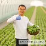 생바질 1kg 500g 바질소스 식용허브 스위트바질 바질페스토 바질생잎 : 은우네 바질농장