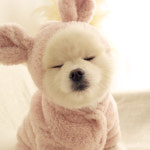 개꿀이냥 강아지옷 헤비 후리스 올인원 HDAL00009 : HONEYDOG