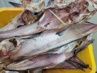 반건조 물메기  손질900g이상 1~2마리 곰치 물텀벙 물잠뱅이 물메기 : 보보수산