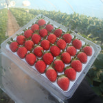 딸기 설향 금실 산청 산지직송 생딸기 : 초이스농장